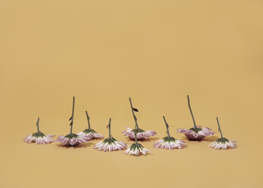 a group of flowers sitting on top of a table