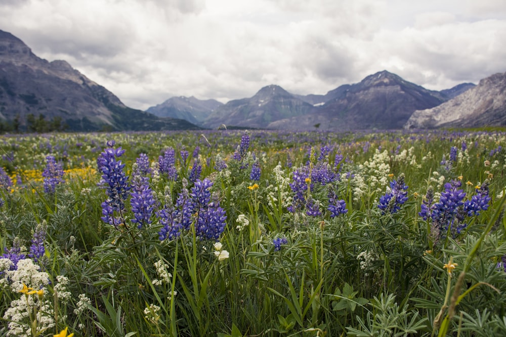 purple flower field near mountain under white clouds during daytime