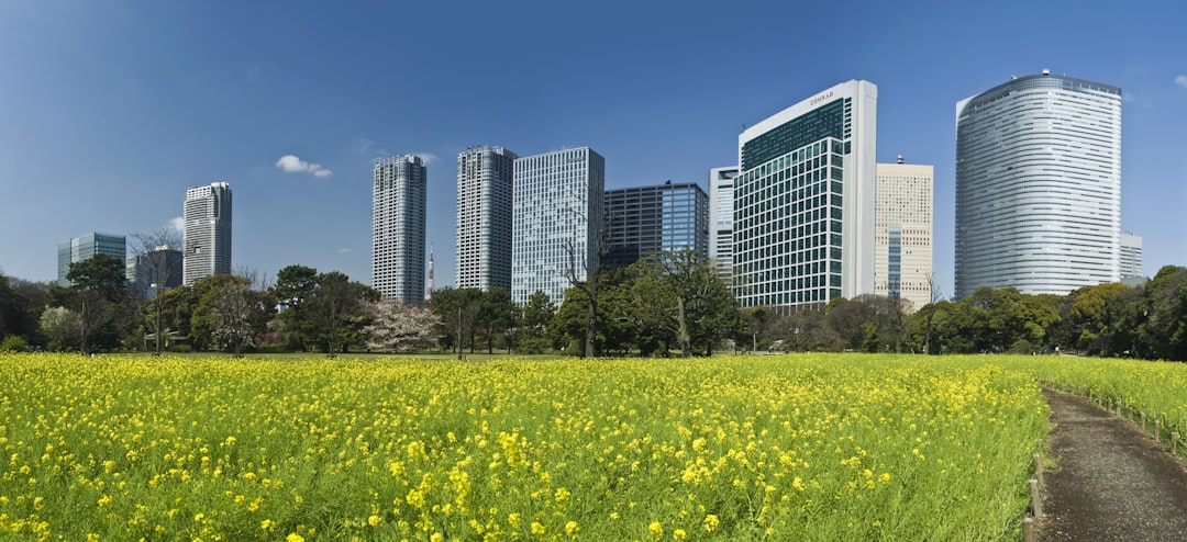 yellow flower field near city buildings during daytime