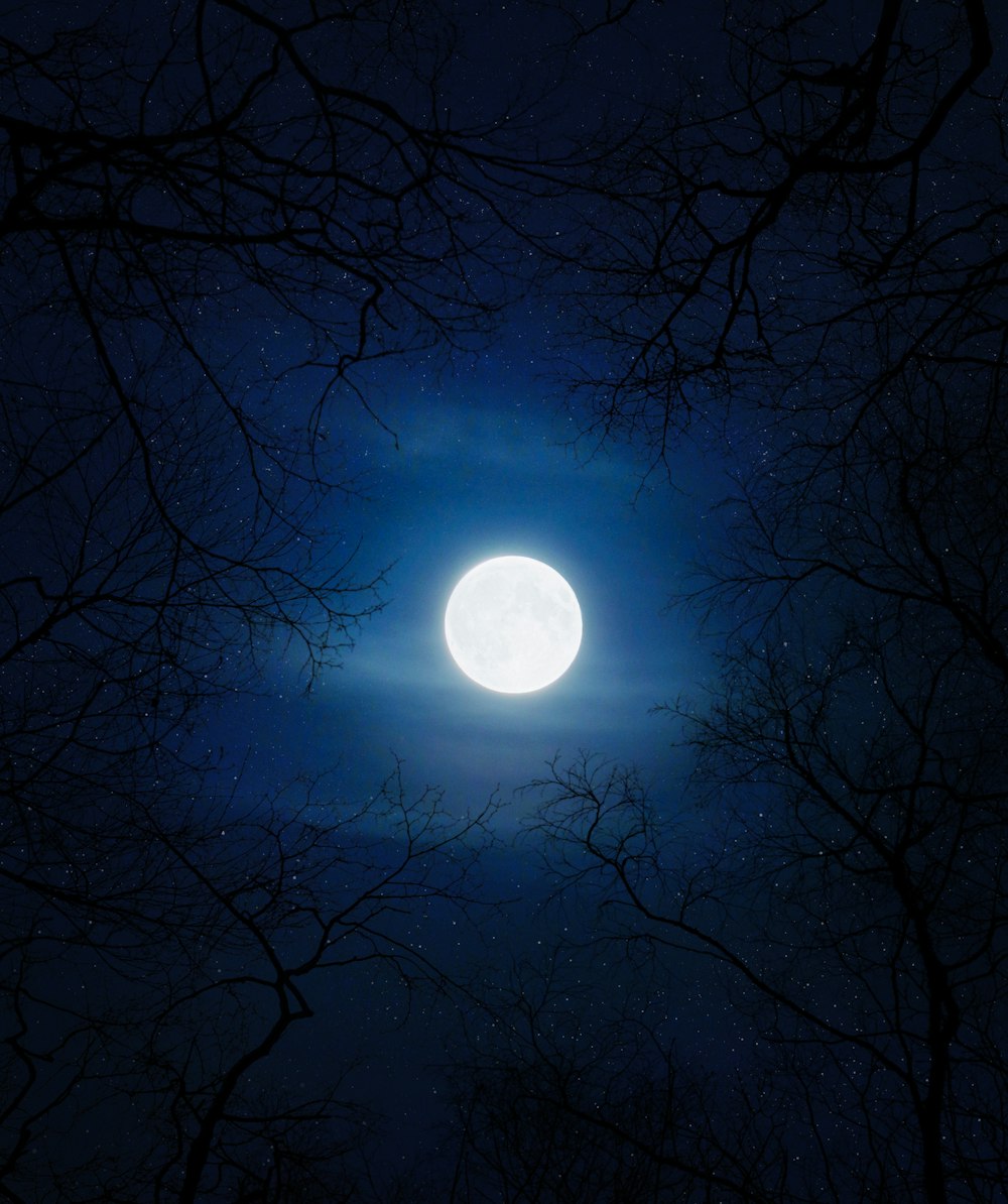 silhouette di alberi sotto la luna