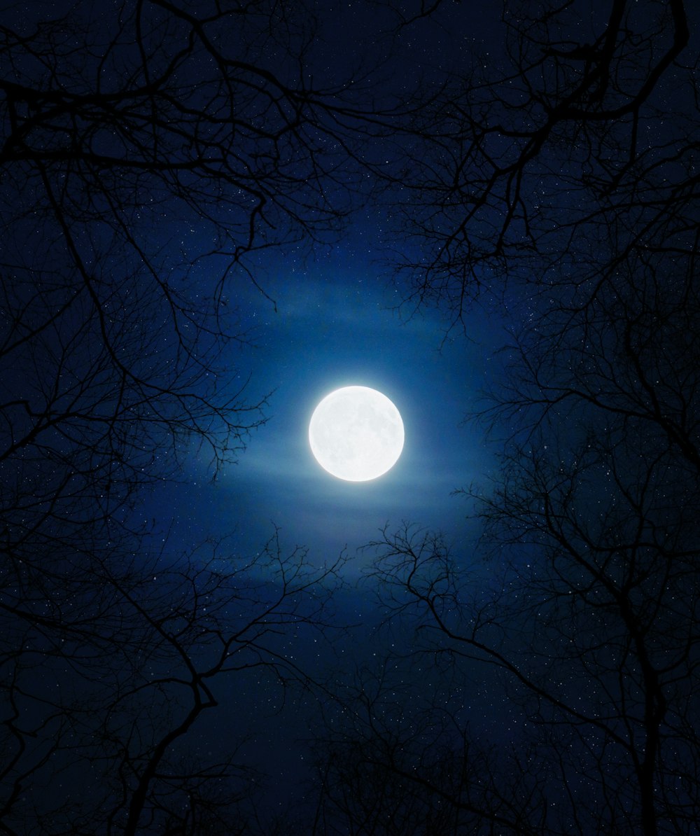 silhouette d’arbres sous la lune