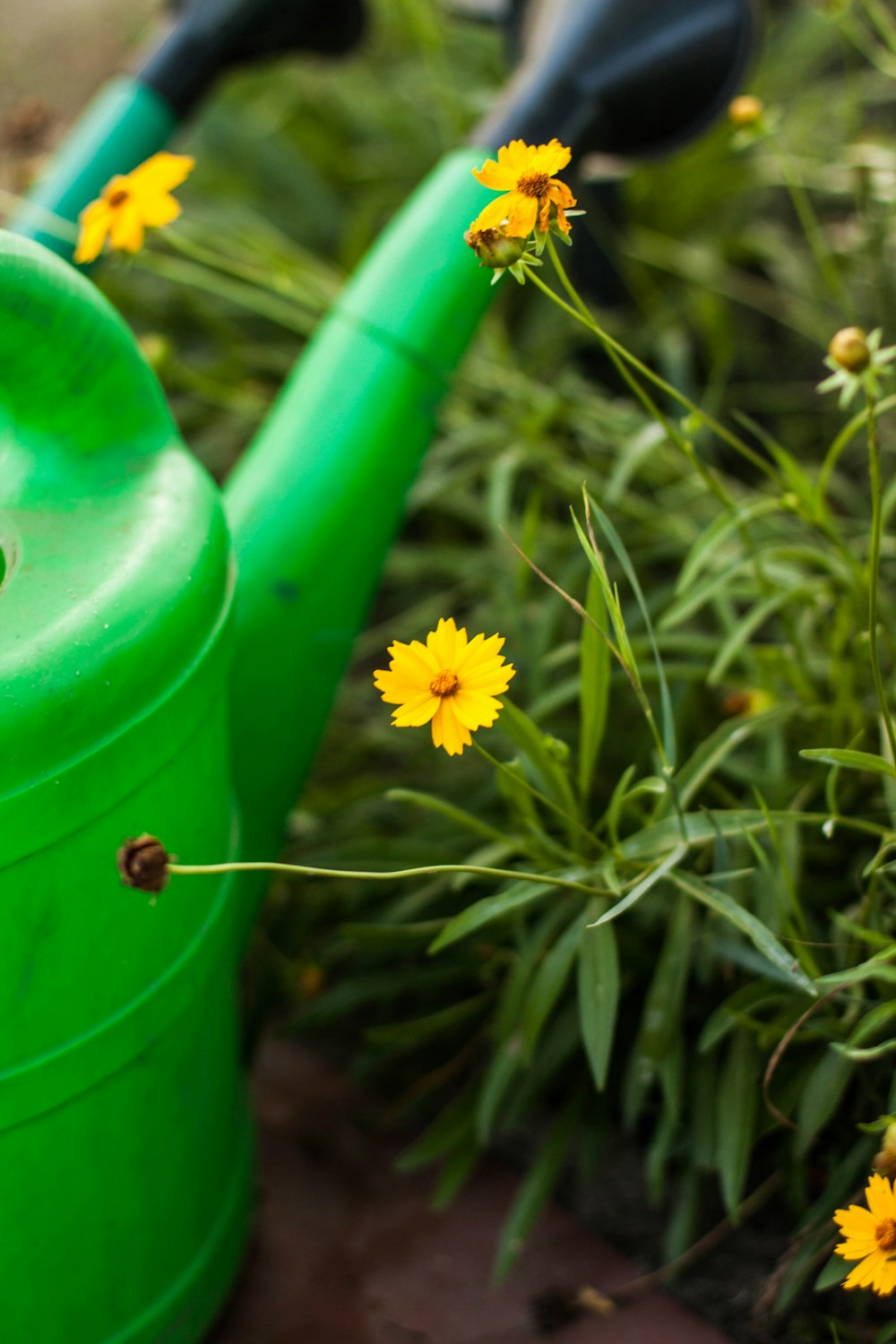 yellow and white flowers in green watering can