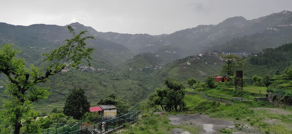 green trees on mountain during daytime