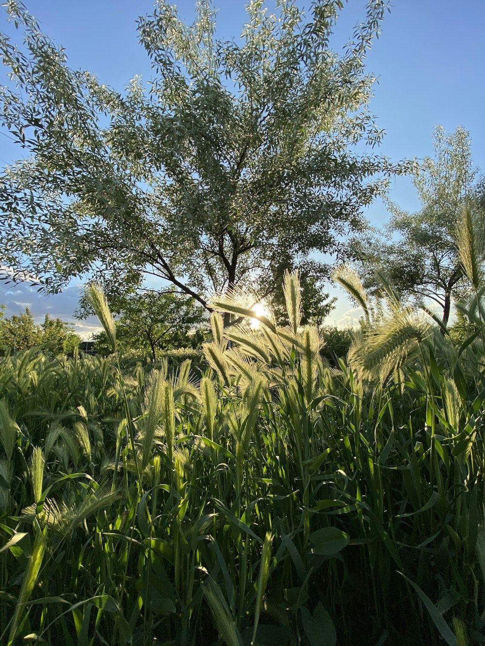 green grass field during daytime