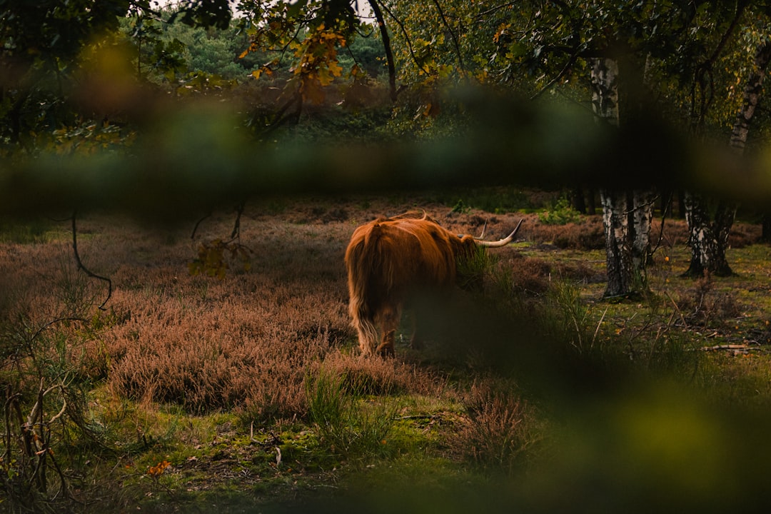 Wildlife photo spot Westerheide Centraal Station