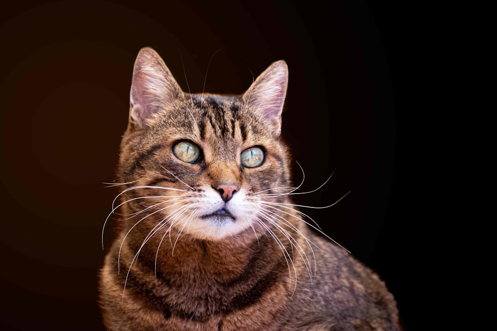 brown tabby cat in black background