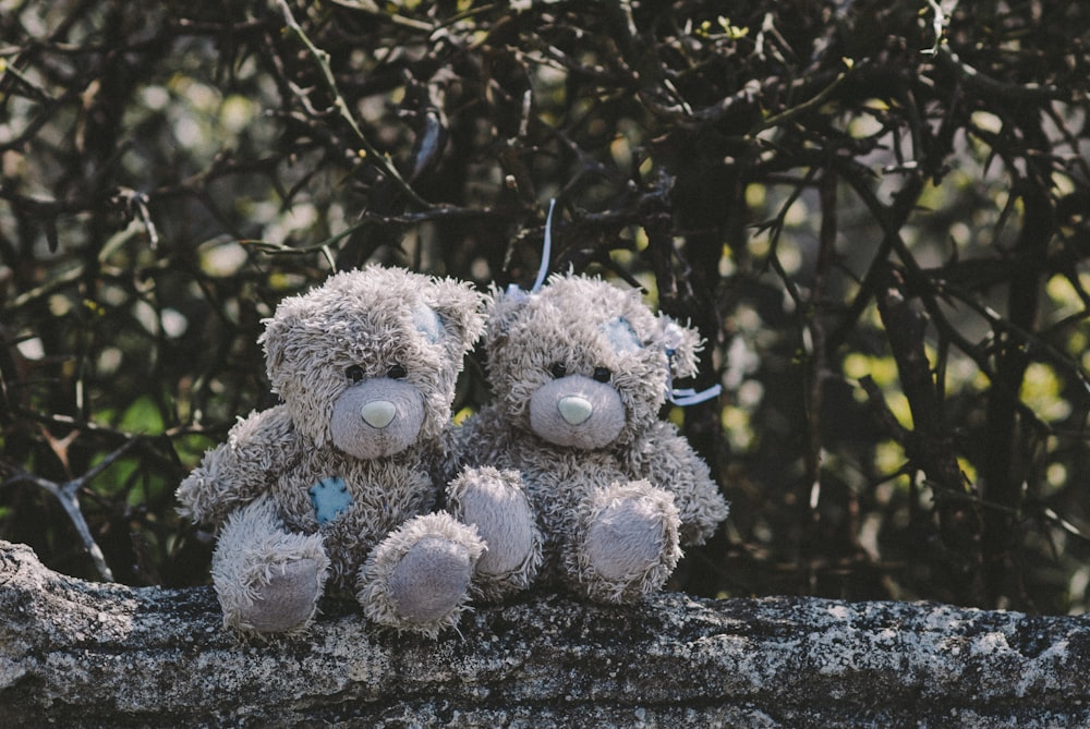 gray and white bear plush toys