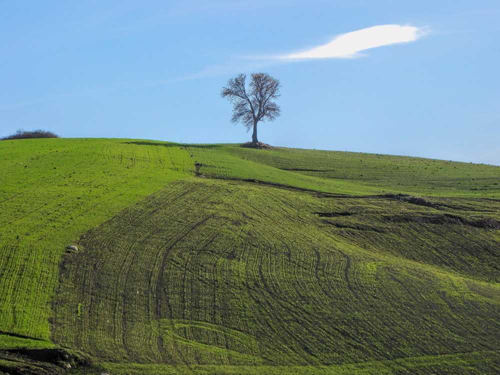 Campo de hierba verde bajo el cielo azul durante el día