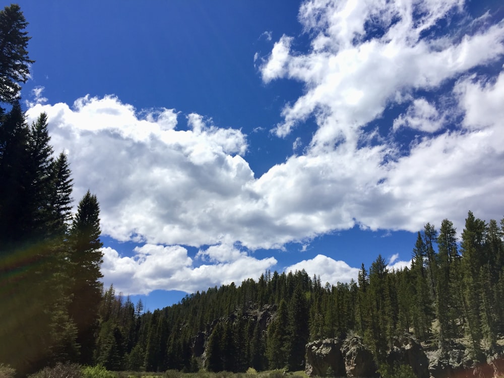 green pine trees under blue sky and white clouds during daytime