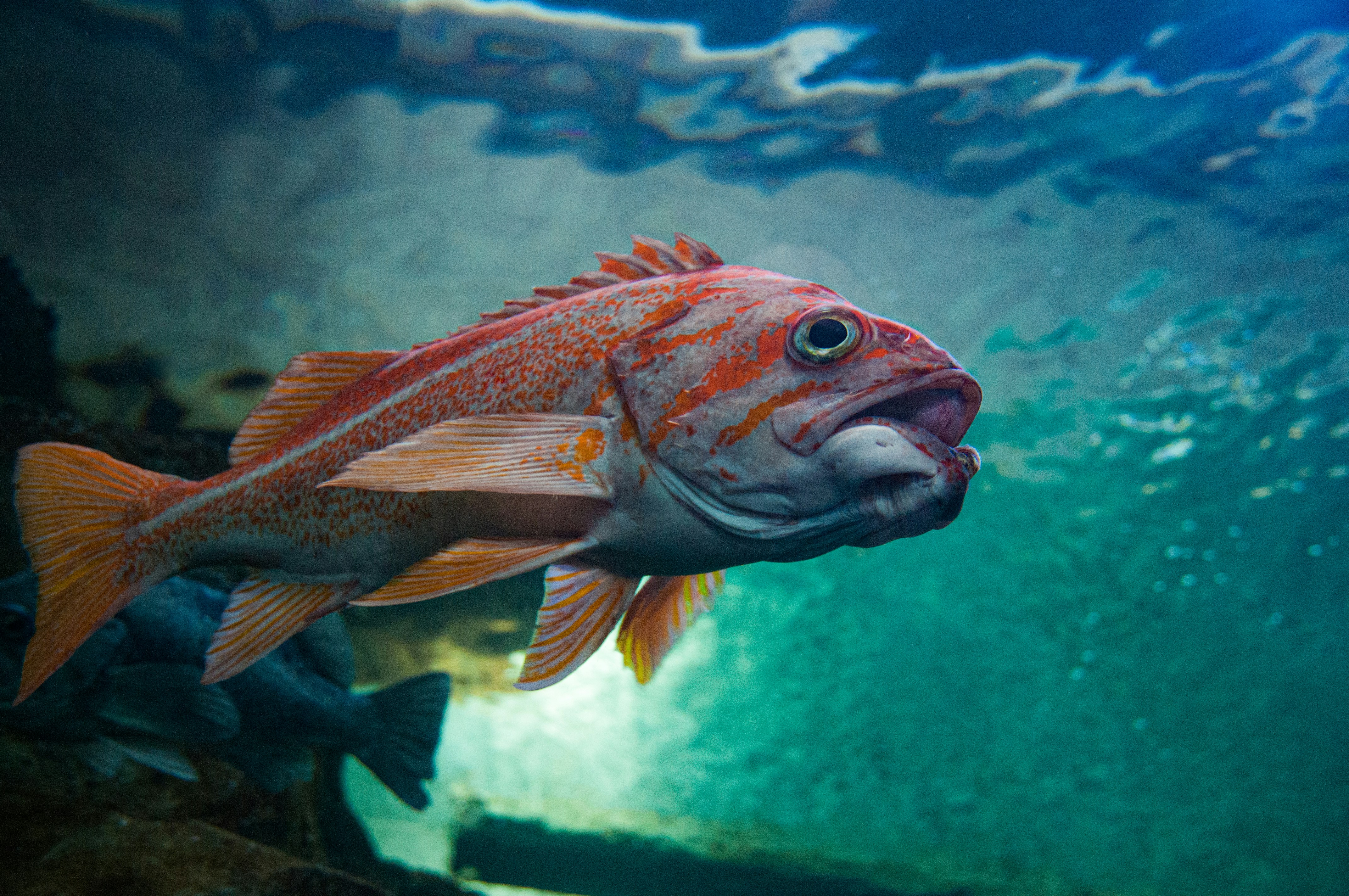 Ikan merah dan abu-abu di dalam air