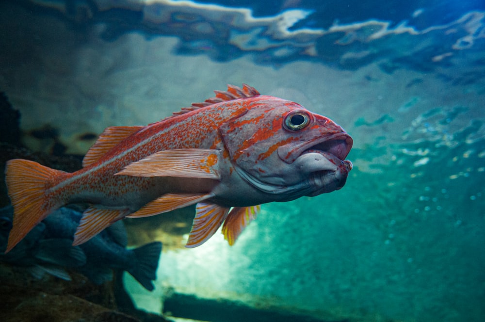 red and gray fish in water