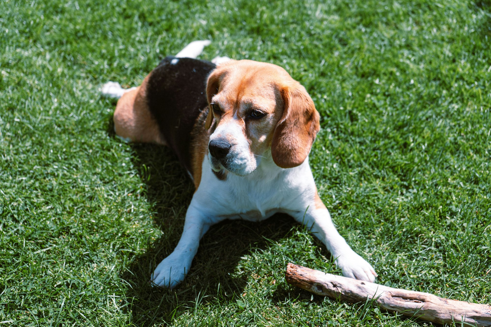 Beagle dog lying on the grass with a stick.