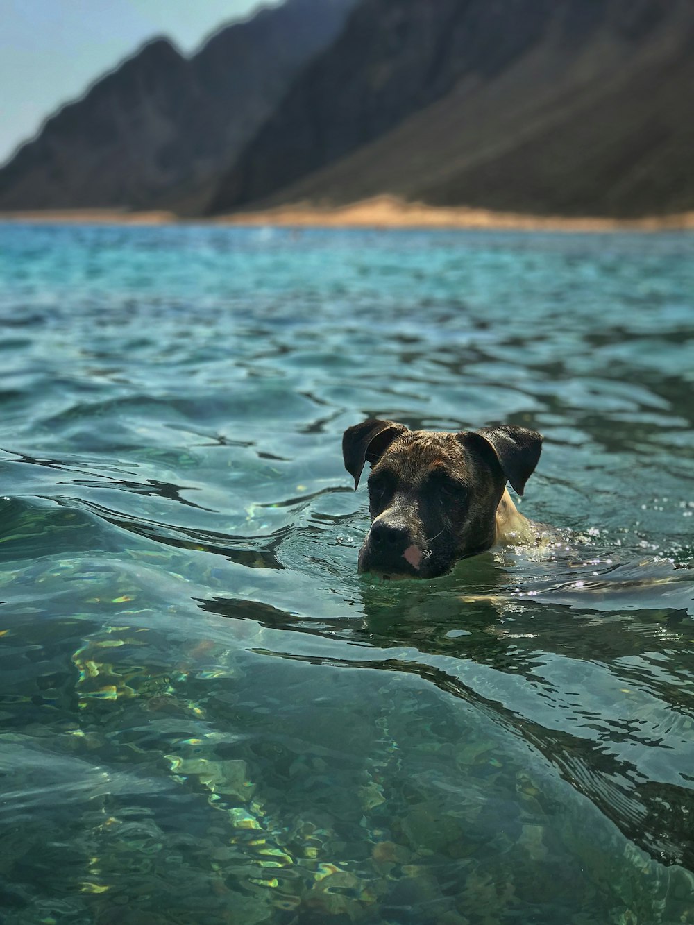 brown and black short coated dog in water during daytime
