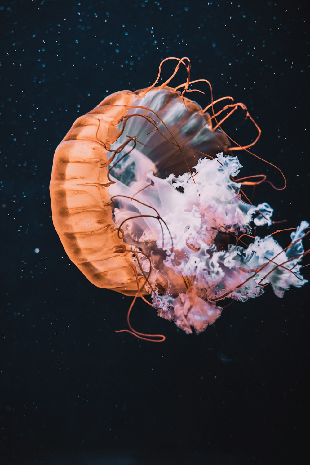 orange and white jellyfish in water