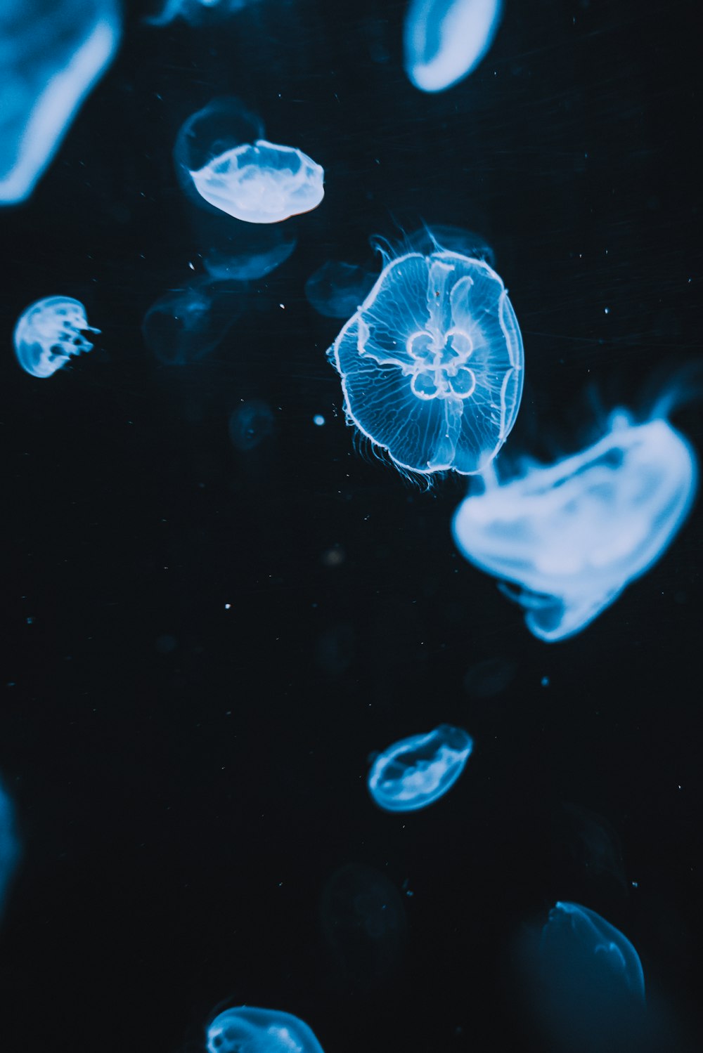 blue jellyfish in water during daytime