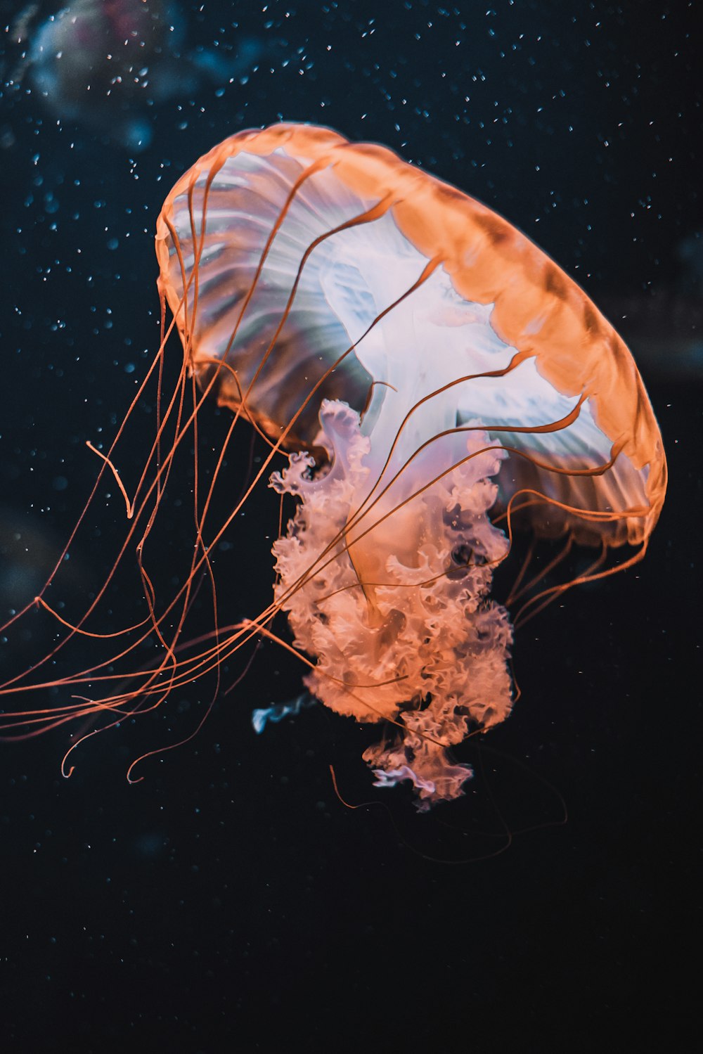 brown jellyfish in blue water