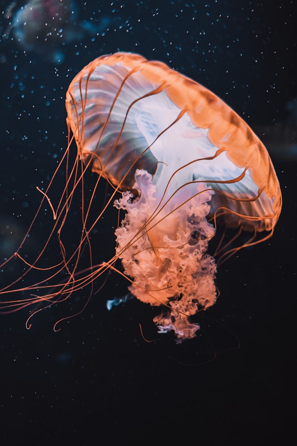 Data Viz