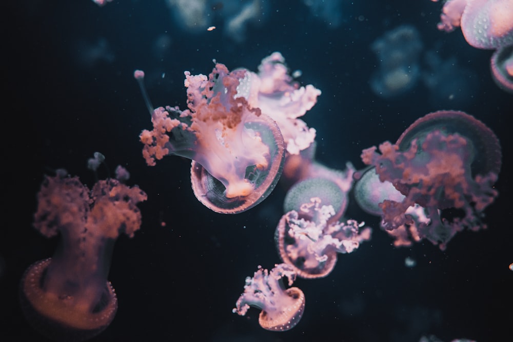 white and purple jellyfish in water