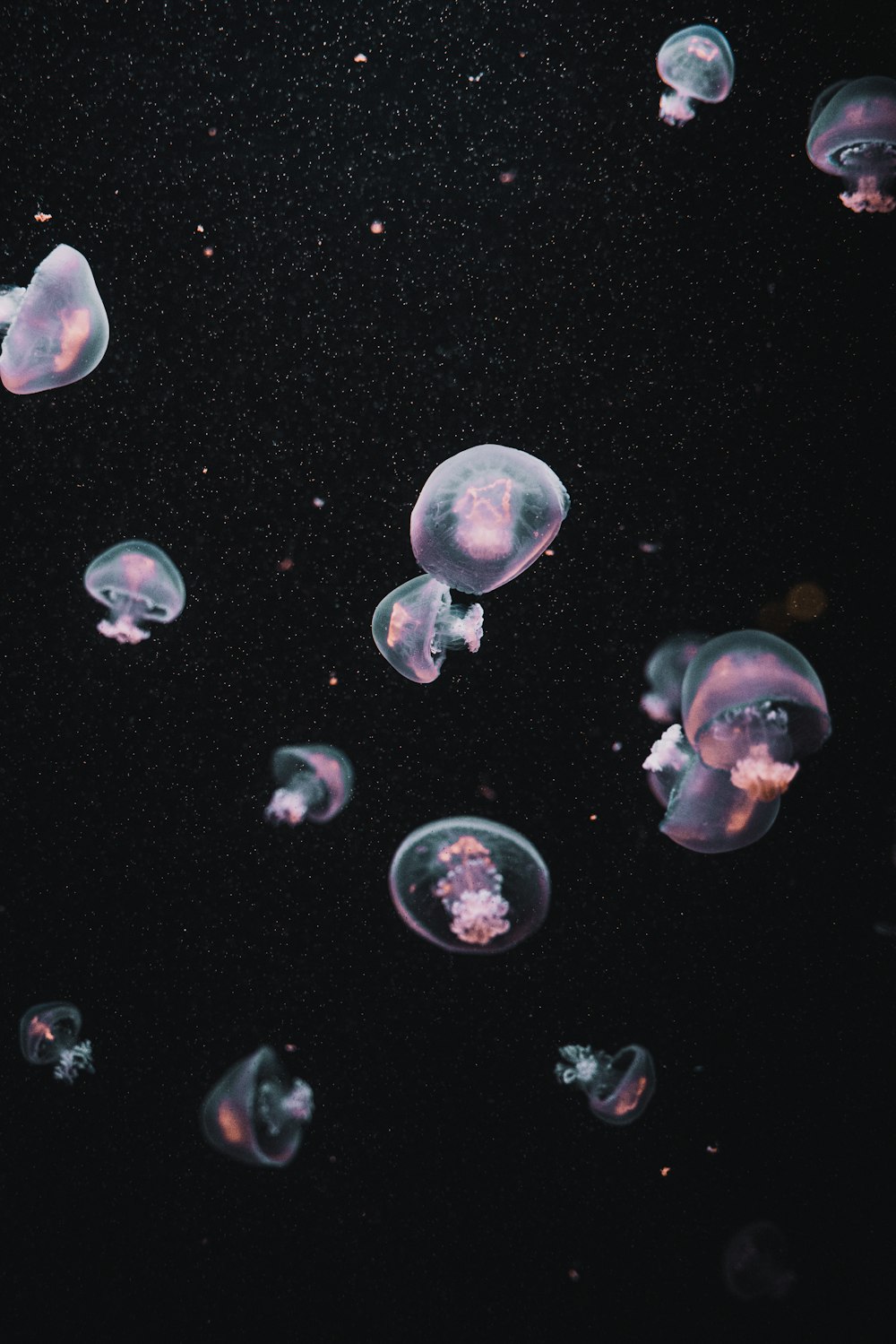 white and purple jellyfish on water