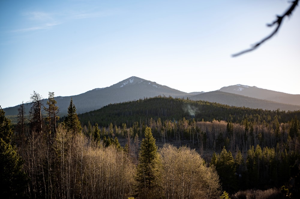 green trees near mountain under blue sky during daytime