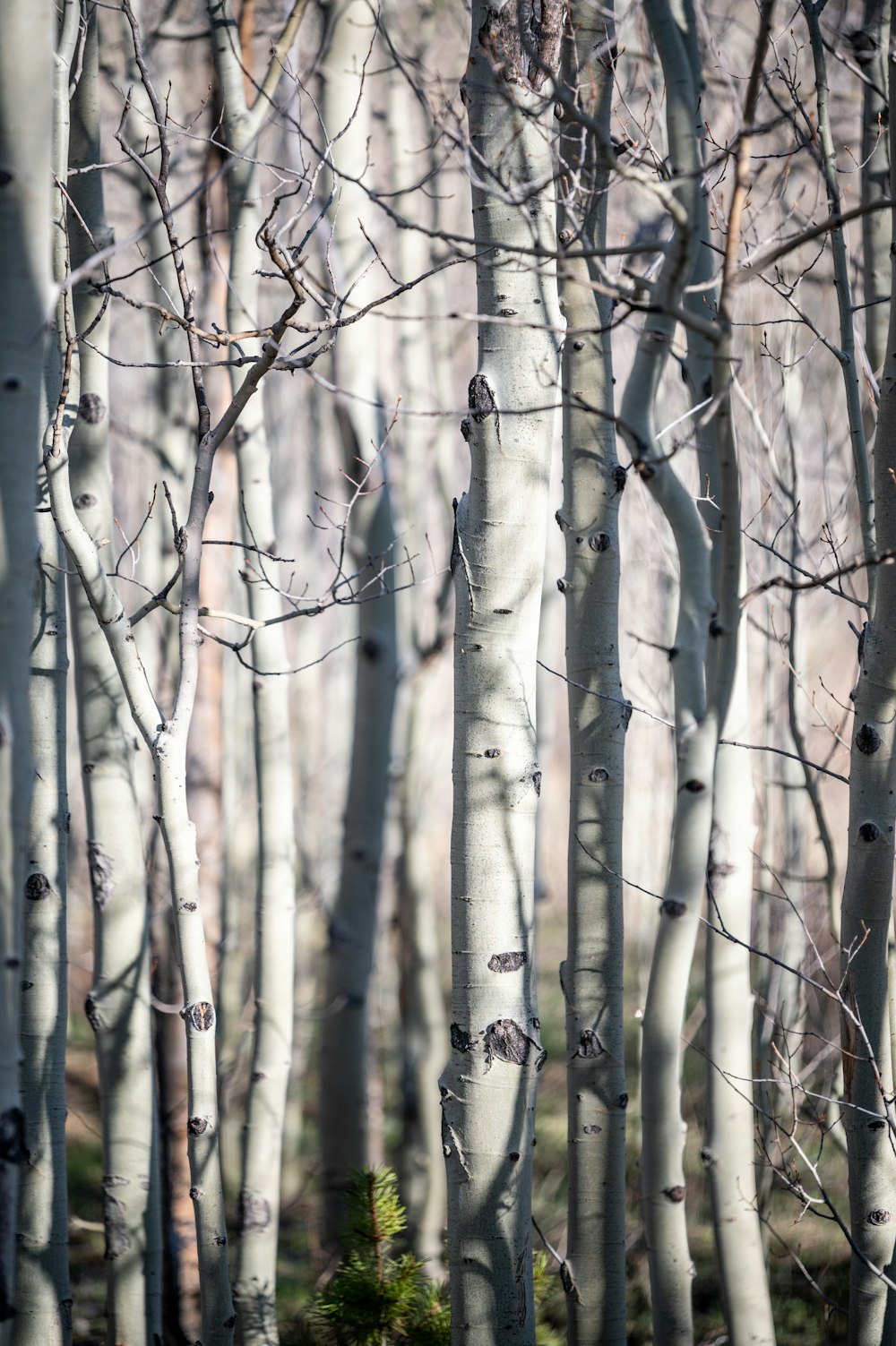 brown tree branch during daytime