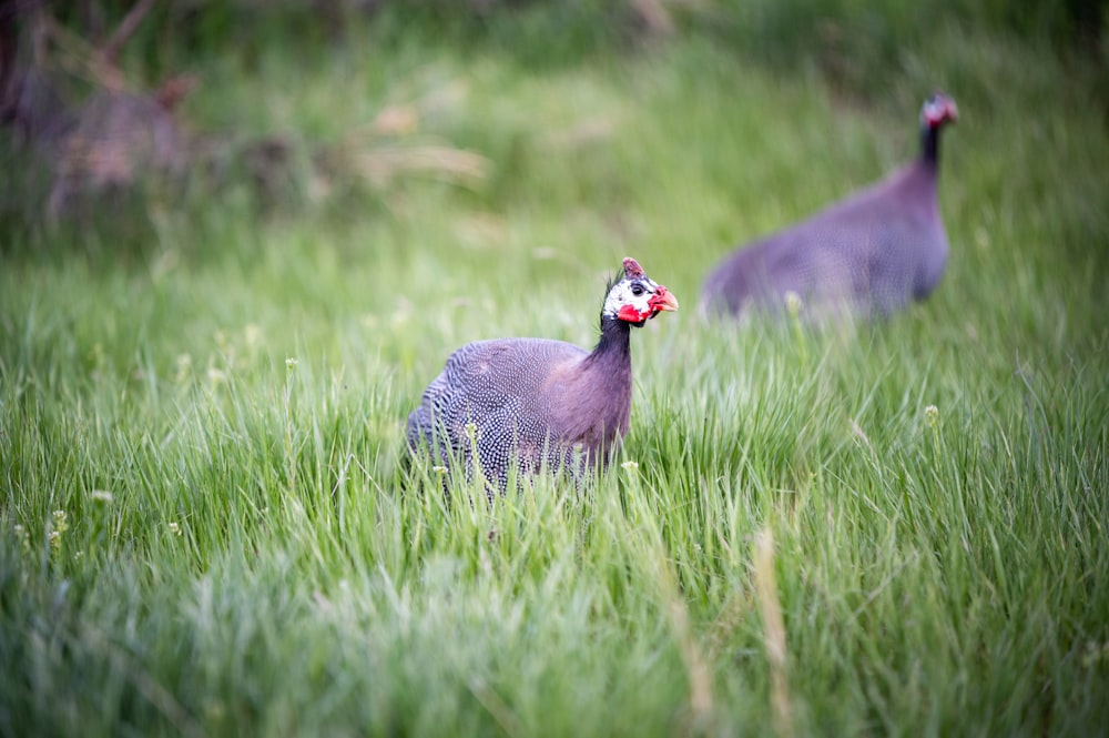 black and gray duck on green grass field during daytime