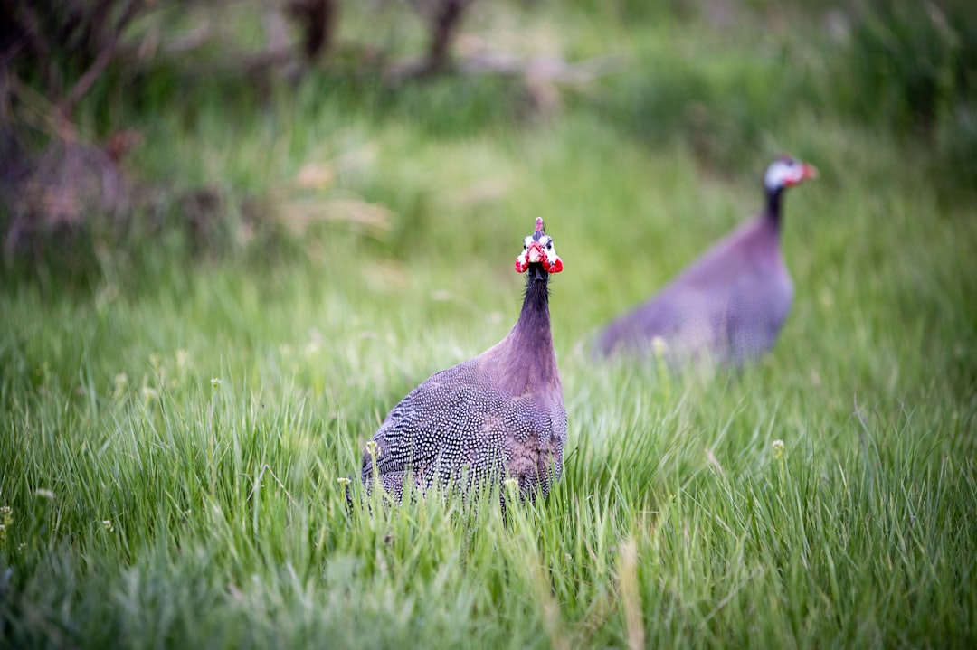 gray and black chicken on green grass field during daytime