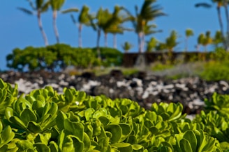 A vibrant tropical landscape showcasing Costa Rica's natural beauty.