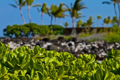 A vibrant tropical landscape showcasing Costa Rica's natural beauty.