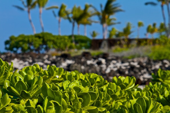 A lush foreground of vibrant green leaves with a background showcasing palm trees against a bright blue sky. The landscape includes dark, rocky terrain featuring contrasting textures. The image highlights the rich greenery and tropical environment.