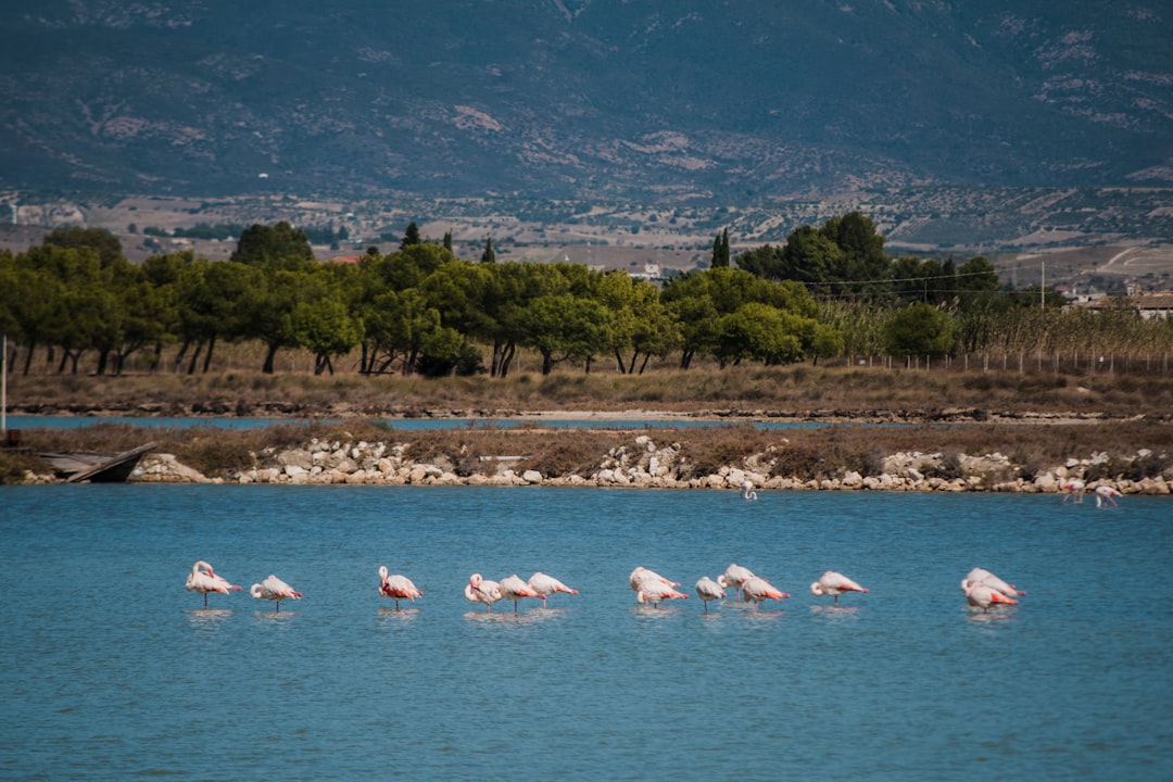 white and pink swan on water