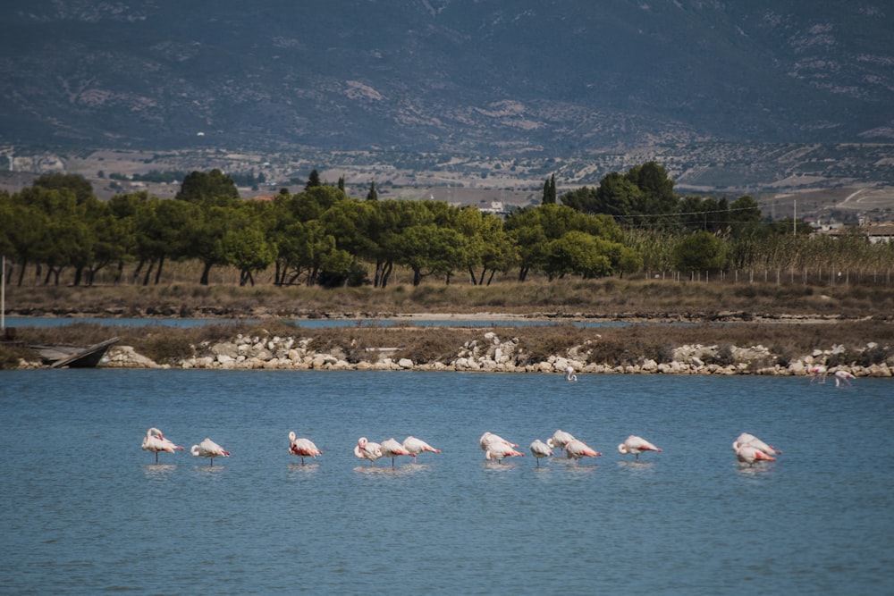 white and pink swan on water