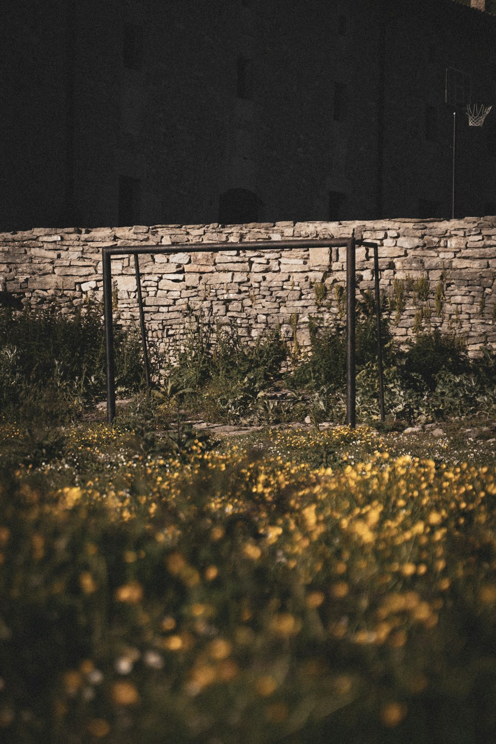 yellow flower field near brown brick wall