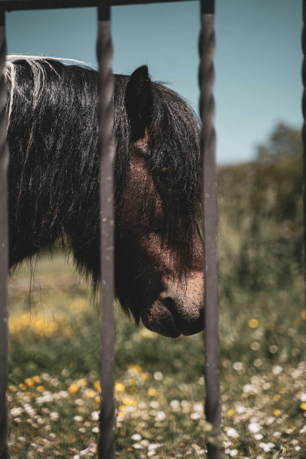 black horse in close up photography during daytime