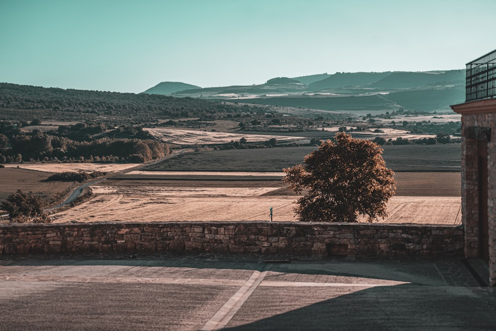 green trees on brown field during daytime