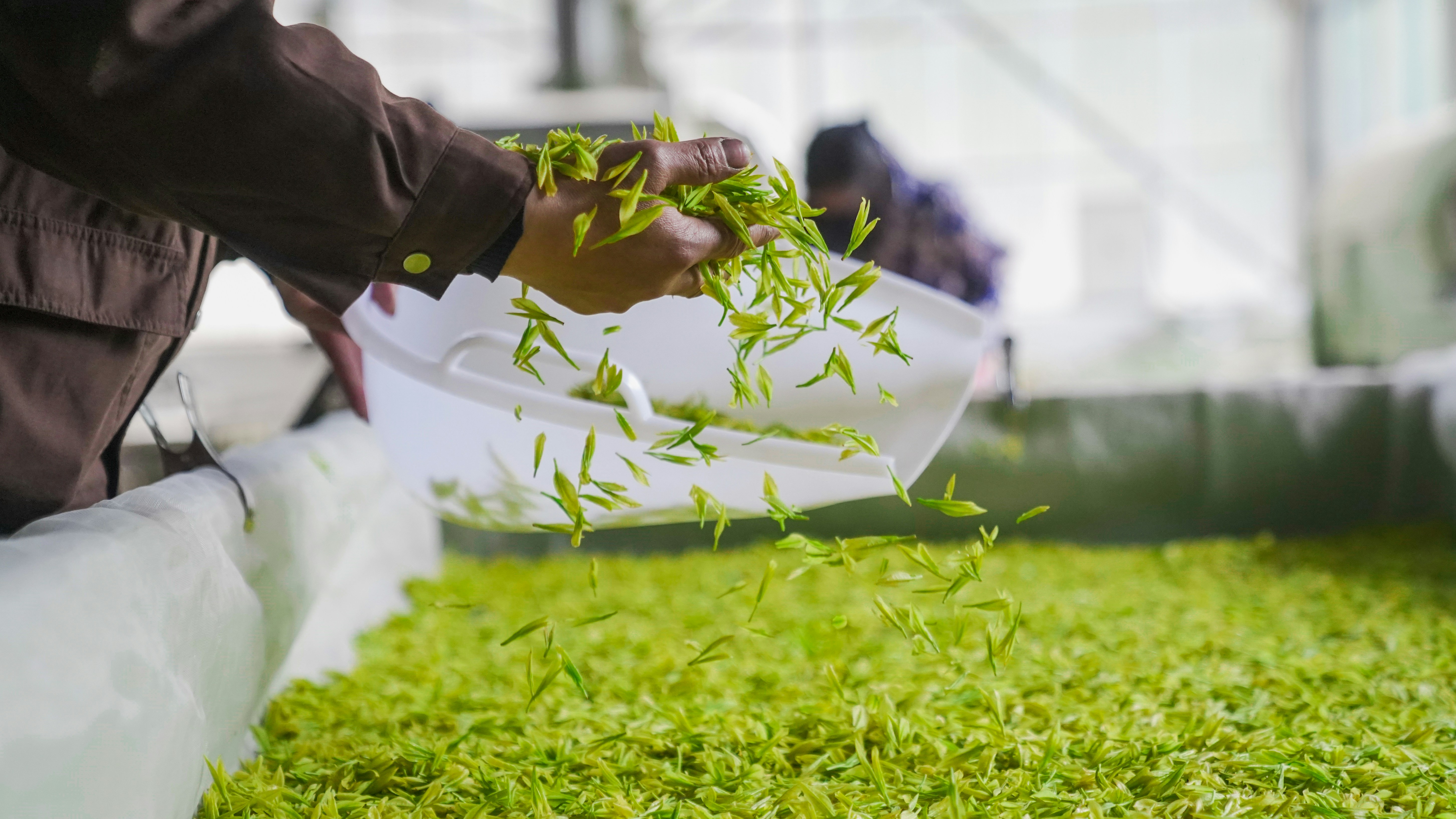 person in brown jacket lying on green grass during daytime