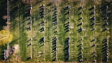 An aerial view of a lush green field with numerous rows of white hive boxes, likely used for beekeeping. The neatly organized hives cast long shadows across the grass, and the surrounding trees create a natural, tranquil setting.