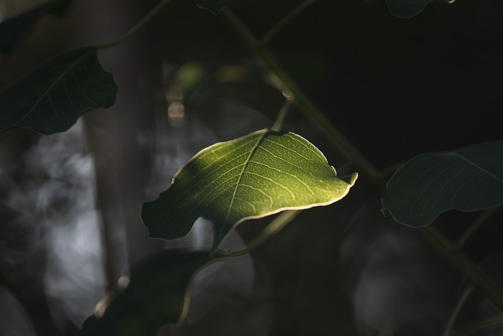 green leaf in tilt shift lens