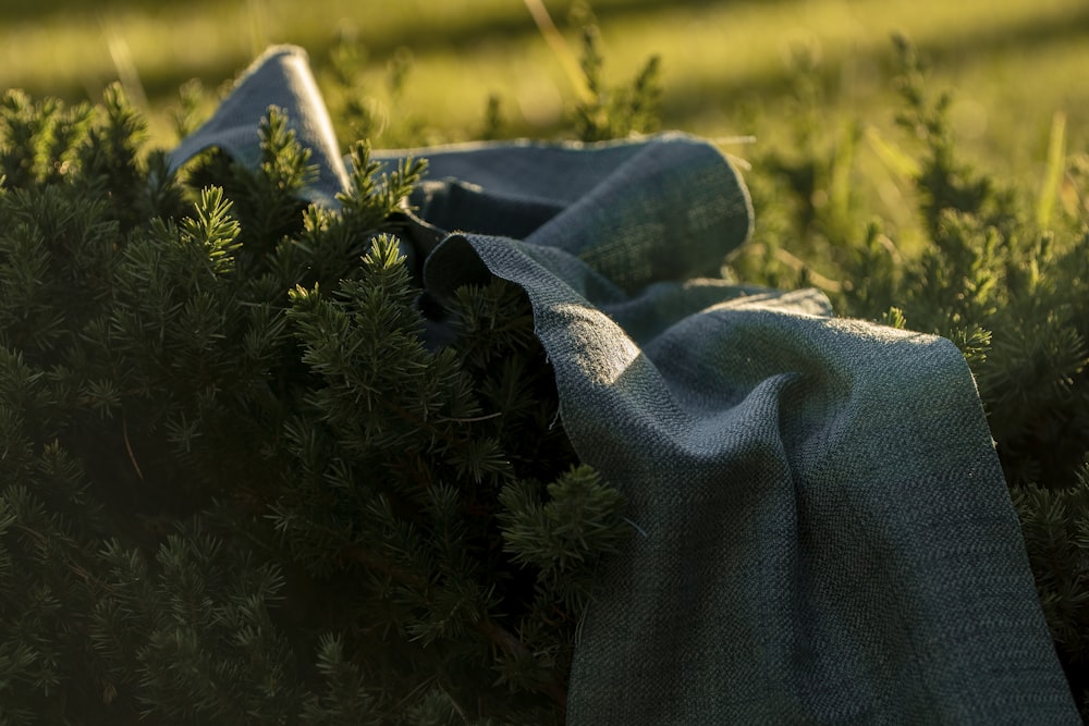 blue denim jeans on green grass during daytime