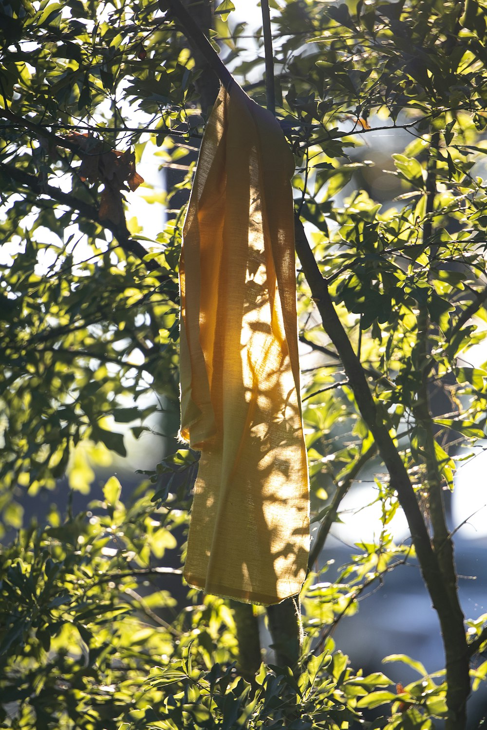 yellow and green leaves during daytime