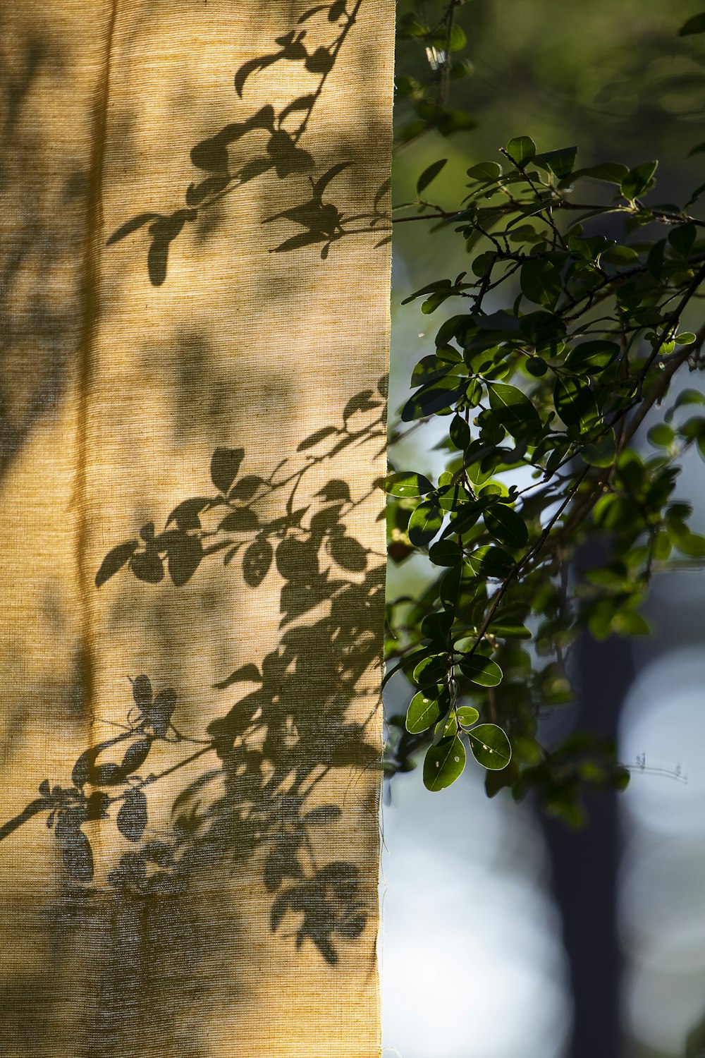 brown and green floral curtain