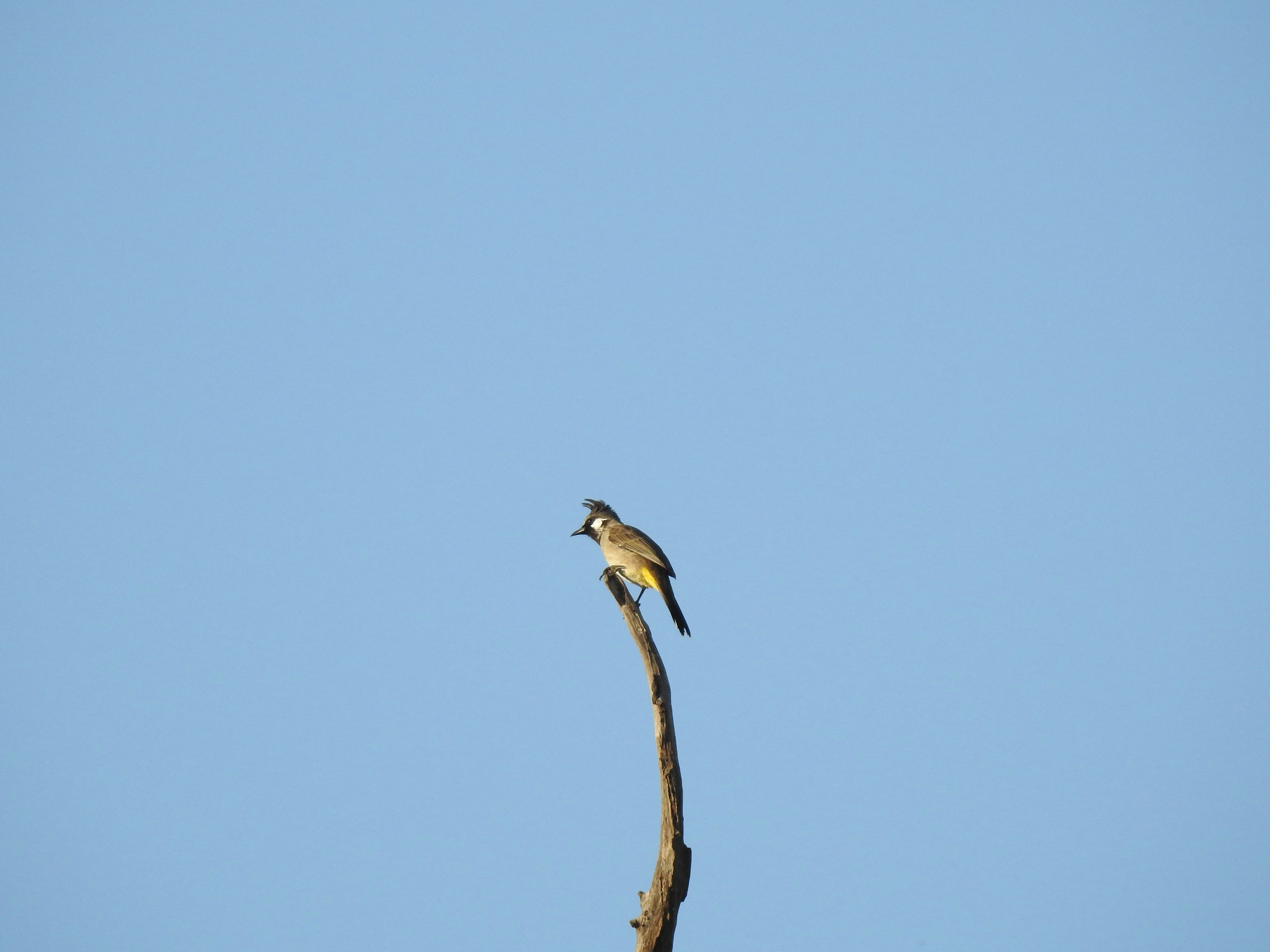 Photo by vijaychadha