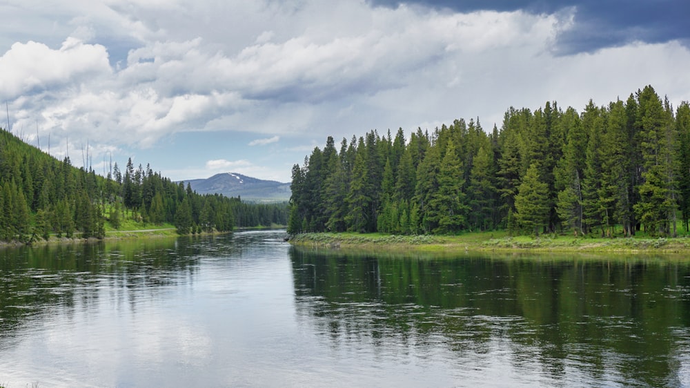 green trees beside river under cloudy sky during daytime