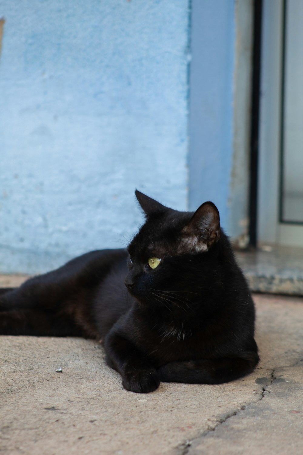 black cat lying on floor