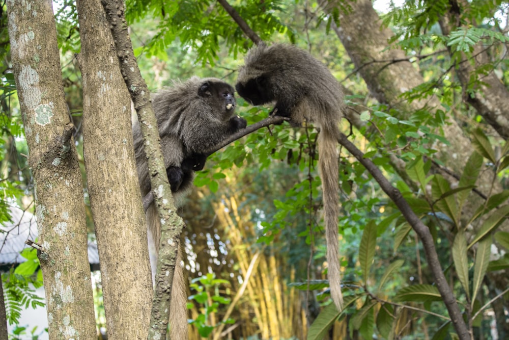 black monkey on brown tree branch during daytime