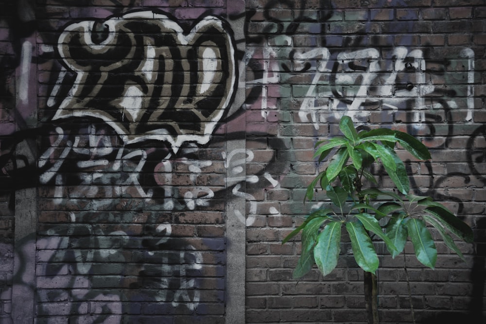 green plant on brick wall