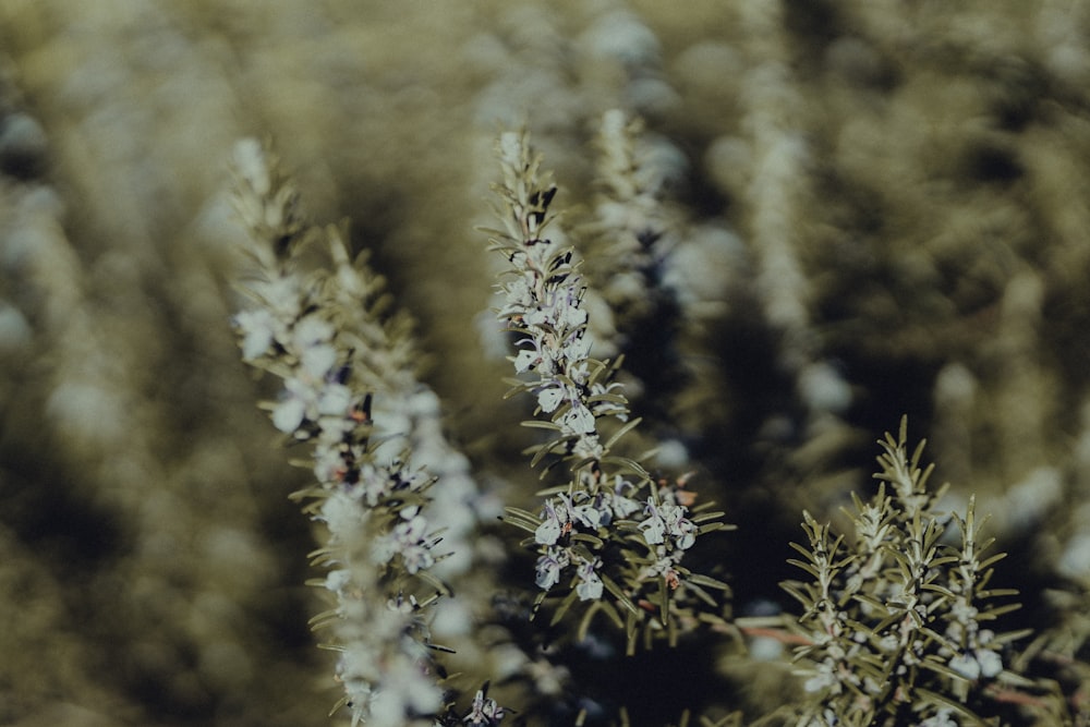 white flowers in tilt shift lens