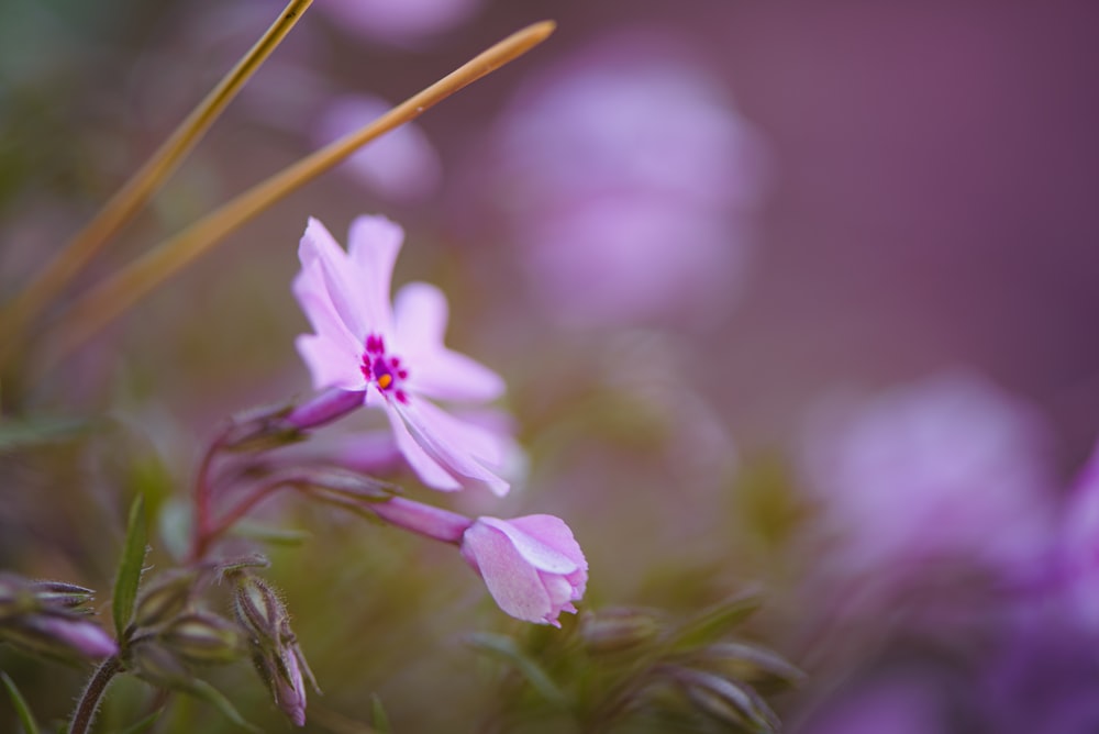 white and purple flower in tilt shift lens