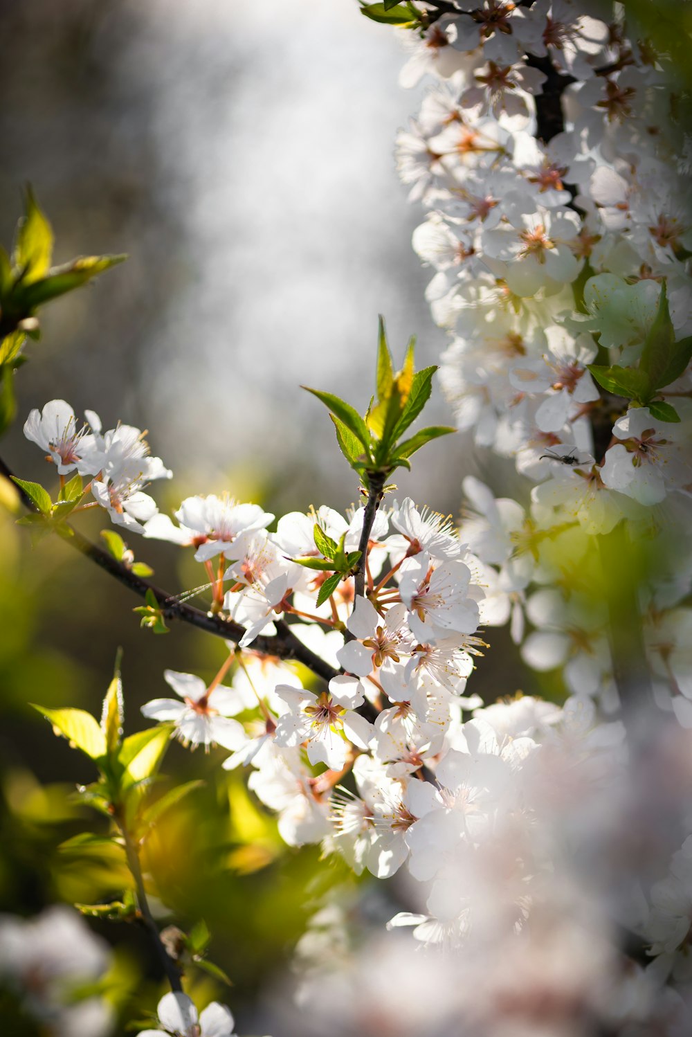 昼間に咲く白桜