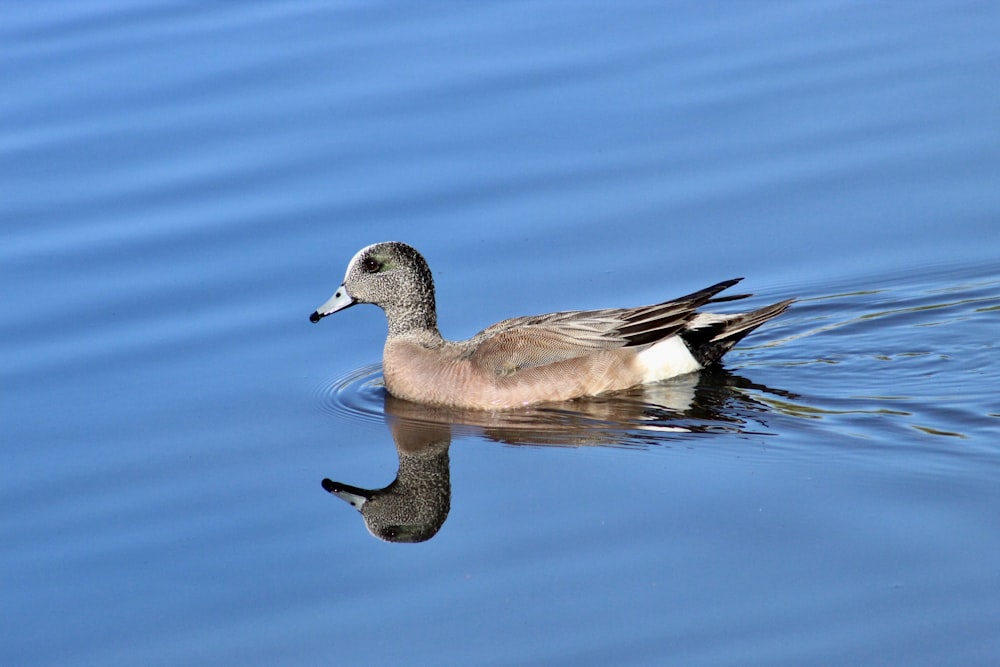 brown and white duck on water